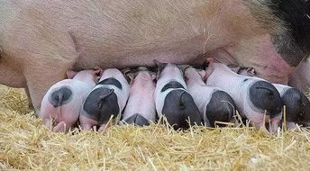 母猪不生产 这些方法提高母猪生产性能 养猪人收好