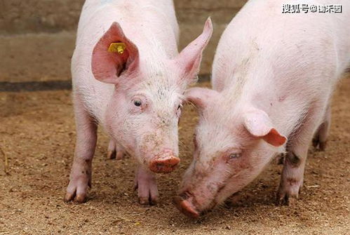 进口猪肉后,4000头活猪也来了,26个月后,是猪价下跌的开始